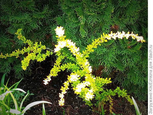 Барбарис Тунберга Ауреа Нана четырёхлетка из семян , посеянных в ОГ под зиму...