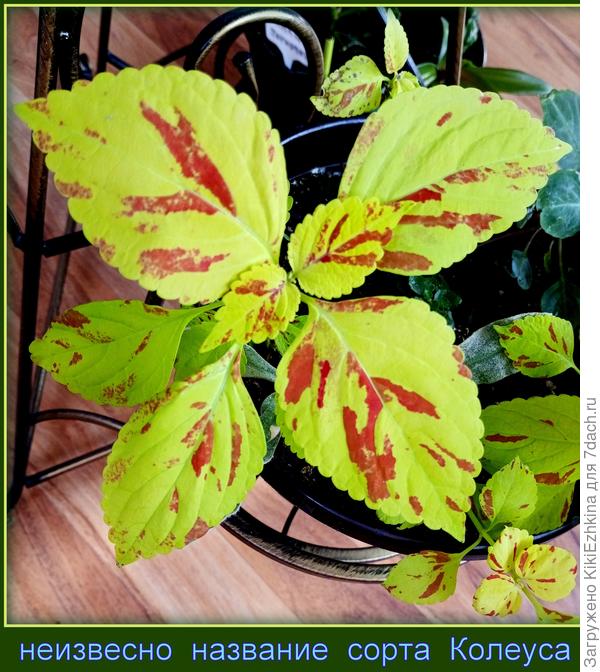 Это  новый  сорт Колеуса ( принесла на обмен соседка) и название мне неизвестно... Вырастила я  его  из черенка...