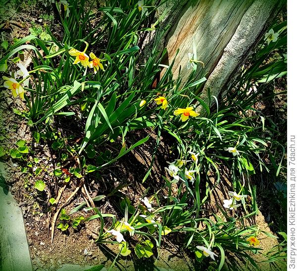 Здесь недавно было голое место: теперь цветочки возле тротуара...