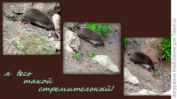 ёжик  2