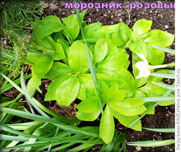 Весенняя  радость из моего сада...  :)  Пока  не  цветёт!