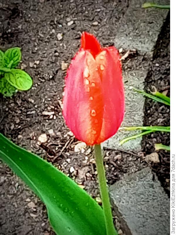 На  этом  месте  была  целая  полянка Красных Тюльпанов, я  не хотела их выкапывать,в  итоге  они заглублялись - в этом сезоне- вышел единственный и  скромненький  тюльпанчик......