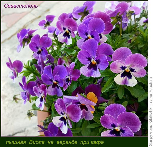 Приметы  весеннего города: столпотворение  при автобусной  остановке на ж\д вокзале  и  цветы  на  уличных  верндах при кафе...