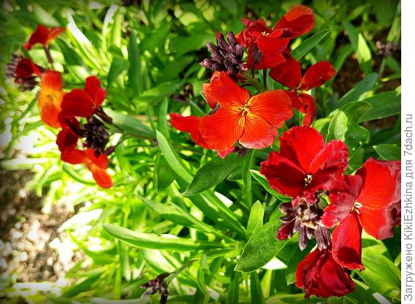 Великолепная  Лакфиоль, которую я у себя  развела из сорванного черенка... Теперь  под вишнями  высевала уже  своими семенами...