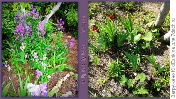 Вечерница  Матроны и  Желтофиоль