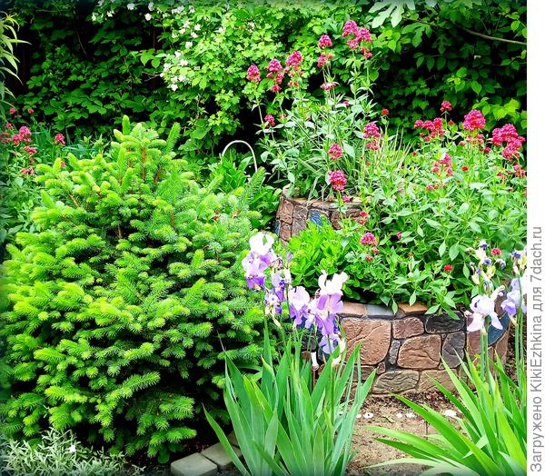 В  прежние годы   там  очень красиво  выглядела  Октябринка(пышным  фиолетовым  кустом) ,а в  другой  год- очень пышно вырос куст Просвирника...