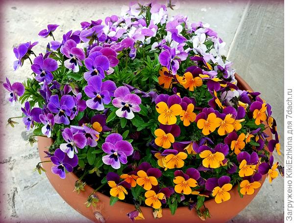 Не  смогла пройти мимо, чтобы  не  заснять...  Такая  красота  у нас  на  Пасху!