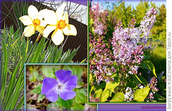 Так  цветут  мои  &amp;quot;ПРОСТАКИ&amp;quot;  в  зазаборном  пространстве...  А  Сирень с  площади  Геннериха  в  середине апреля...