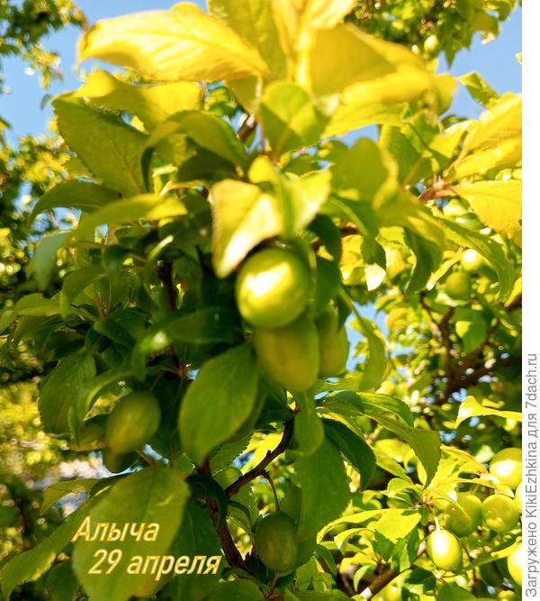 Алыча   набирает свой вес...