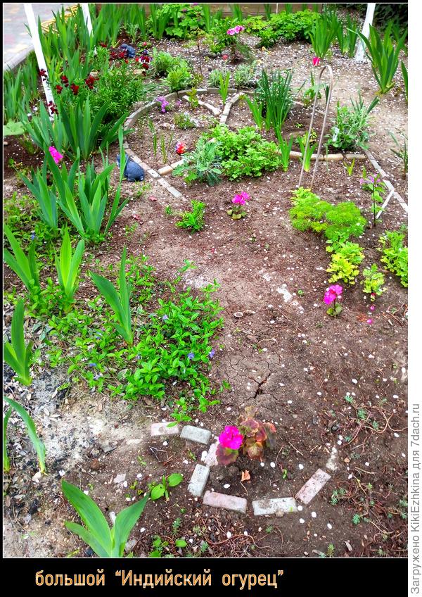 Грунт  поверхностно разбросанный - прикрыл  контуры  клумбы, пора подправить... Новые заселенцы  в этом сезоне - Пеларгонии. Левая  сторона- лицевая, правая- задняя...