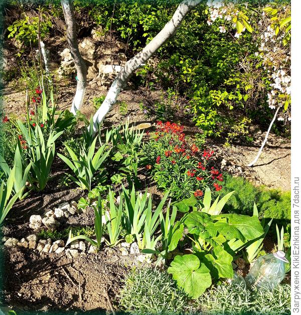 Это моя  клумба  под уличными Вишнями...  Раньше тут был клубок  сухих  погибших старых вишнёвых стволов  переплетённых с  дикой  колючей  Ежевикой... В этом году  цветение началось с  Лакфиоли,  познее ожидаем цветения Ирисов, а  там   возможно и Шток-розы  зацветут...  А сейчас на подходе -молодая  Ясколка...