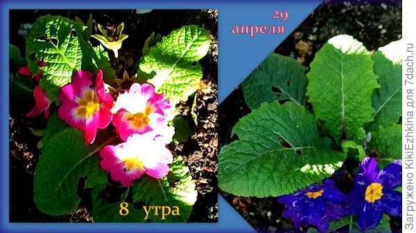 Примулы, принесённые  цветущими из магазина- продолжают цвести  и  в нашем саду :)