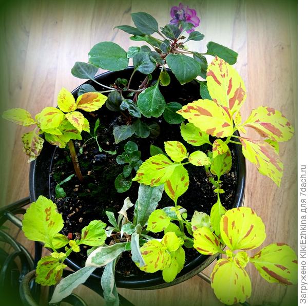 Все вот эти подростки ожидают в  оранжерее середины  мая, чтобы  быть пересаженными в ОГ...   В  итоге пока что приходится   руководствоваться  приблизительными временными календарными рамками &quot;на авось&quot;, а  хотелось бы  с  точными научными цифрами и  руководствуясь точным прогнозом  планировать  время высаживания...