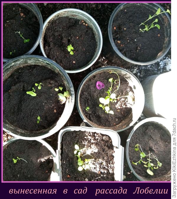 Лобелия  нормально себя  чувствует при ночных  температурах +8*С.  Однако ростки такие слабые  и чахлые,  что просто душу  раздирает их вид!