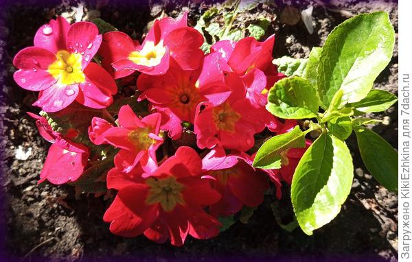 Поздравление   всем  от нашей  Примулы...