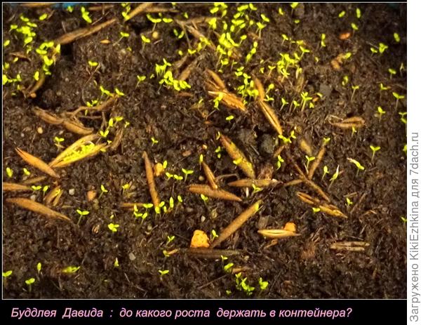 Как  правильно беспроблемно   вырастить всходы Буддлеи?