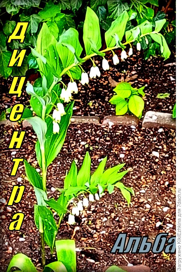 Как вы оцениваете состояние растения? Стоит ли срезать цветущую часть растения?