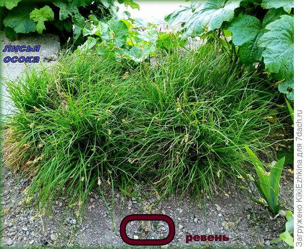 Ещё только  начало мая, а семена  уже  угрожают рассеяться  скоро! Надо будет прогуляться  к этим  кочкам  с секатором... Подстричь...