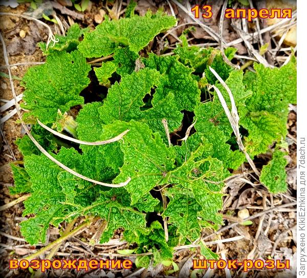 Думаю и  вот эта  Шток-роза  даст  в сезон цветение , и  созреют семена  для дальнейшего распространения  по  округе...