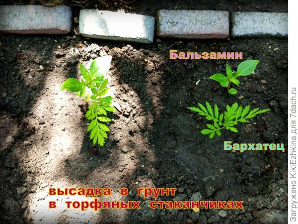 Два  ростка в одном  стакане:  смогут ли  прорасти корни сквозь  торфяной  стакан?