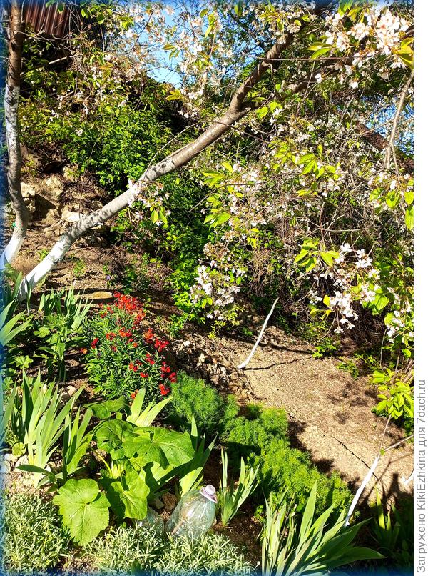 Страдающие  без  воды мои &quot;зазаборники&quot;...