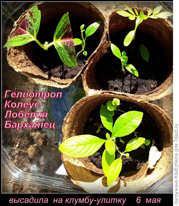 Этих  красавчиков   сегодня высадила  в   свою  улитку- посмотрим ,  что в  итоге вырастет...