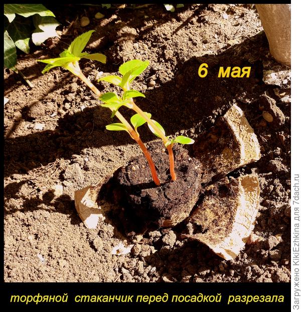 Бальзамины  под  инжиром   поблизости с забором (на  возвывающейся грядке) .  Правда  рядом  с  поливным  шлангом- всегда можно дополнительно  сбрызнуть...