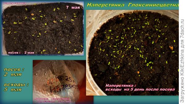 Спросить  не у кого - про  пикирование   Наперстянки