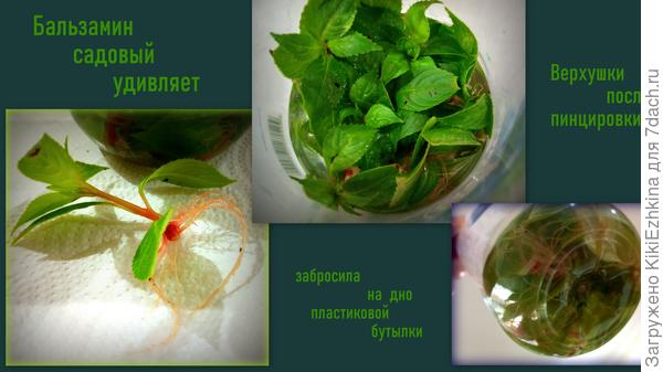 Очень надеюсь  увидеть пышное цветение этих Бальзаминов в  своём саду!