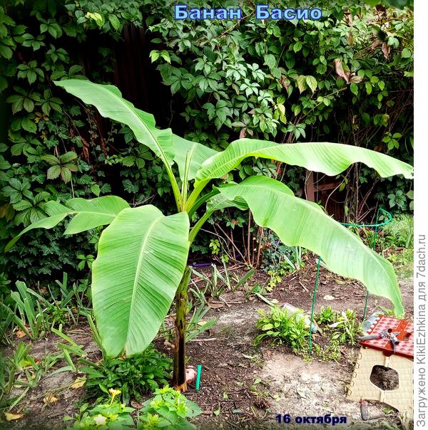 Банан Басио  держится  поздней  осенью   до самых  холодов...