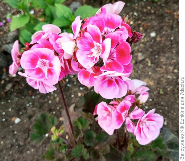 Из   бабуськиных  рук  давным-давно всё  цветёт!