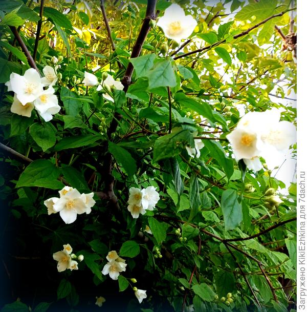 Цветене не обильное, но я  предплагаю,что я сама виновата:  нижние ветви состригаю,чтобы  удобнее было выпалывать под кустами сорняки, а боковые  ветви состригаю,т.к. рядом проходная  зона  вокруг  клумбы-улитки...  Вот так  видимо   цветут лишь те,  кому  удалось уцелеть из  цветоносных  ветвей...