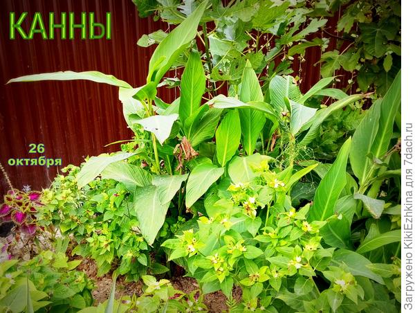 Канны  оставлены  в ОГ (не выкапывала на зиму),  надеюсь, что скоро  появится новая  листва...