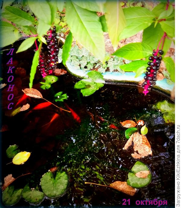 Фитолакка   выросла у меня из семян и уже  третий  сезон  вырастает по весне  из  открытого  грунта...