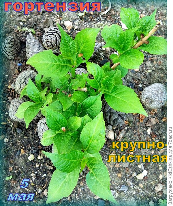 Эти  гортензии заселились в прошлом  сезоне в наш сад  в  цветущем  виде...  перезимовали и вот сейчас  выходят  на второй  сезон в наешм саду...