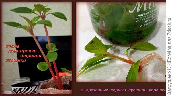 Бальзамин в этом сезоне  меня просто покорил!  Сколько в нём жизнелюбия!