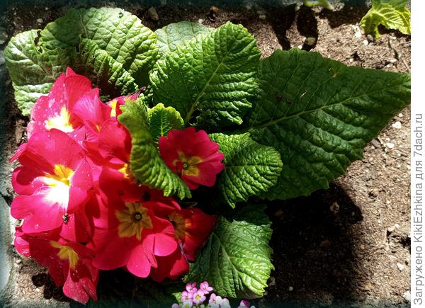 Примула, выращенная  профессионалами прекрасно продолжает  своё  цветение в нашем саду! :)