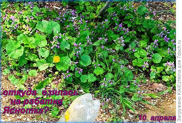 Пока  доберусь  сюда  с  прополкой - полно снова  семян  набросает!  :)