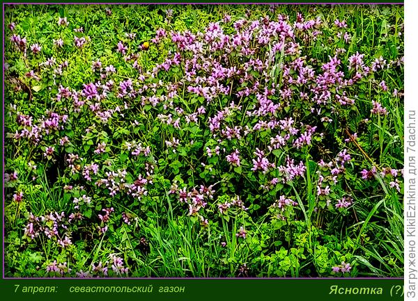 На  городском  газоне  эта  травка  появляется   с  регулярностью  ежегодно...