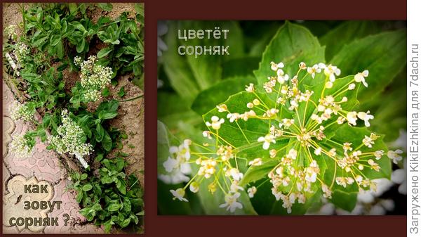 Много лет убираю эти сорняки из своего сада и зазаборья- а  имени не знаю...