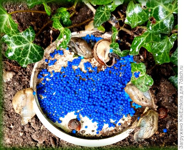 Не успела вчера свежей отравы насыпать- цклая  куча сегодня уже сбежалась...