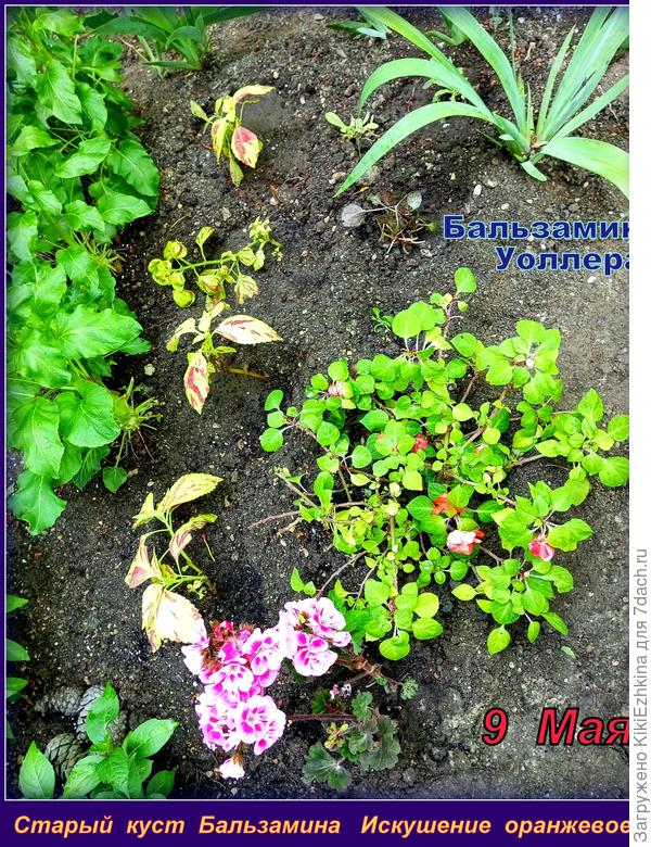 Таких Бальзаминов  у меня  три вида: оранжевый,фиолетовый,розовый...  Идет постепенное  высаживание в ОГ...