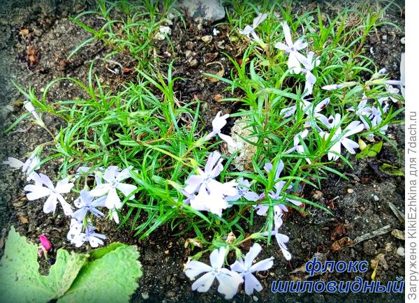 Эти   малюсенькие   корешки    смогли  пережить в  открытом  виде нашу  крымскую  бесснежную зиму и  вот видим  сейчас  их первое  цветение в нашем саду...