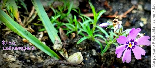 Этот флокс  прикуплен у местной "Садовницы"...