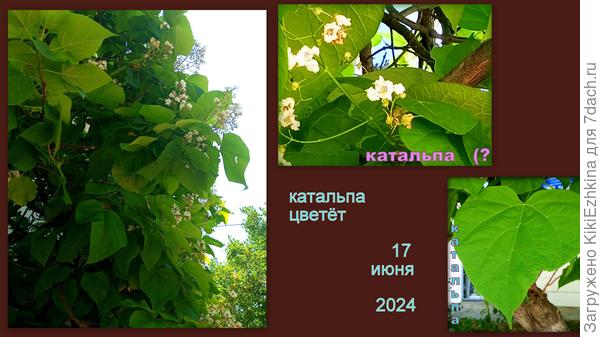 Мимо  подобного объекта в природе  пройти невозможно, не обратив на него внимание!