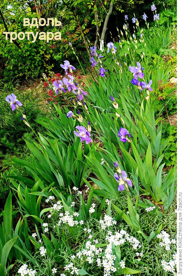 В первые годы  молодые  рубленые корни приростали,наращивая свою основу, в этом сезоне цветут уже  активнее...