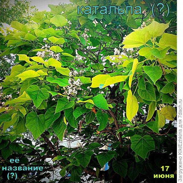 Точного  названия  этого дерева  я  пока не знаю...