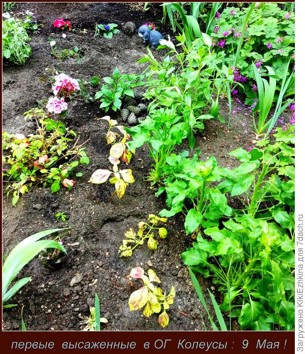 Первые  Колеусы, высаженные  в ОГ к 9 мая- пока держатся, т.к. их я  подготавливала постепенно:  несколько дней  стояли  на открытой веранде  на улице... Привыкали к  климату...