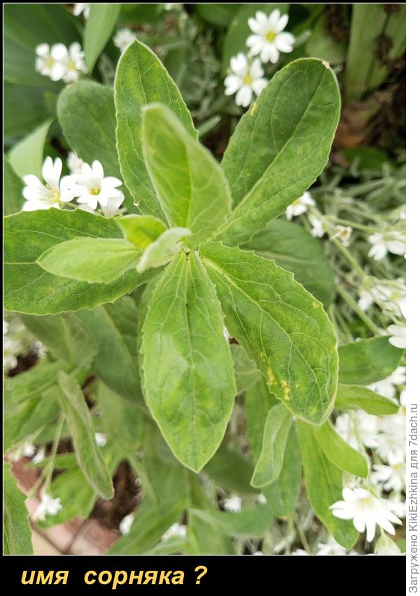 У  меня  не  установлена  личность вот этого агрессора! :)