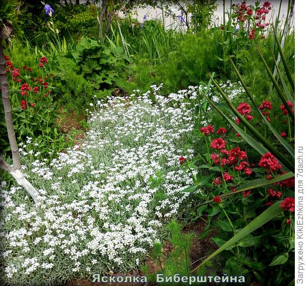 Пошла на клумбу специально,чтобы   заснять размах  моей  Ясколки, которая начиналась с двух 10-сантиметровых ниточек!